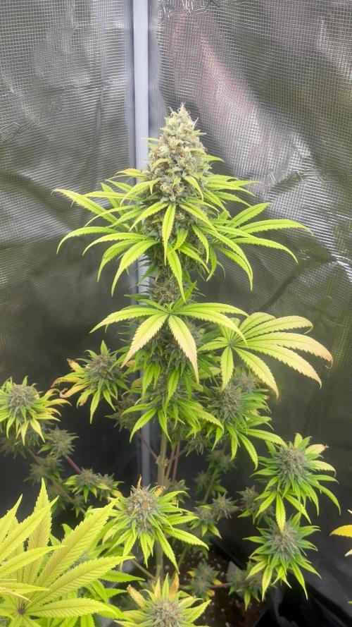 Thunder Banana. Seedstockers