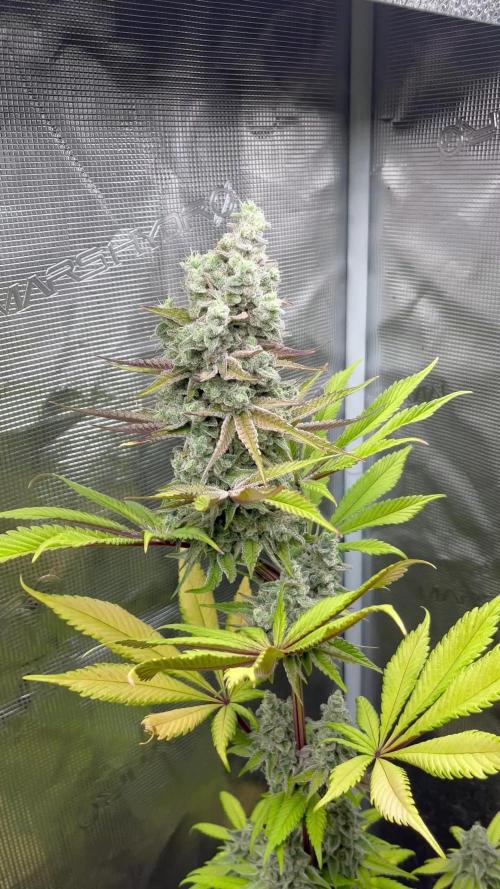 Fruit Cake. Seedstockers