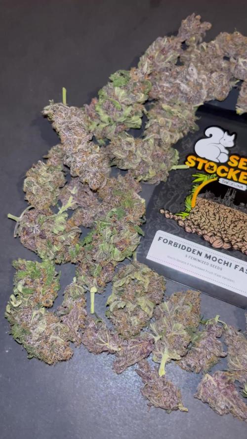 Forbidden Mochi fast. Seedstockers