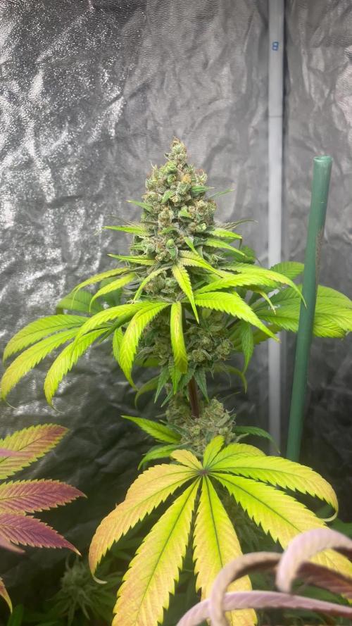 Sagrada Amnesia. Seedstockers