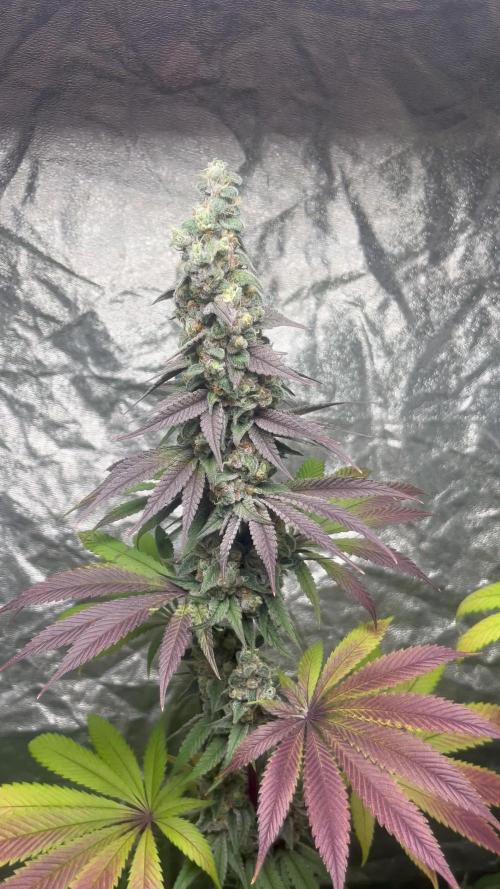 Frosty Tooth. Seedstockers