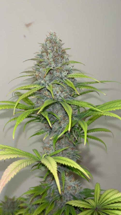 Thunder Banana. Seedstockers