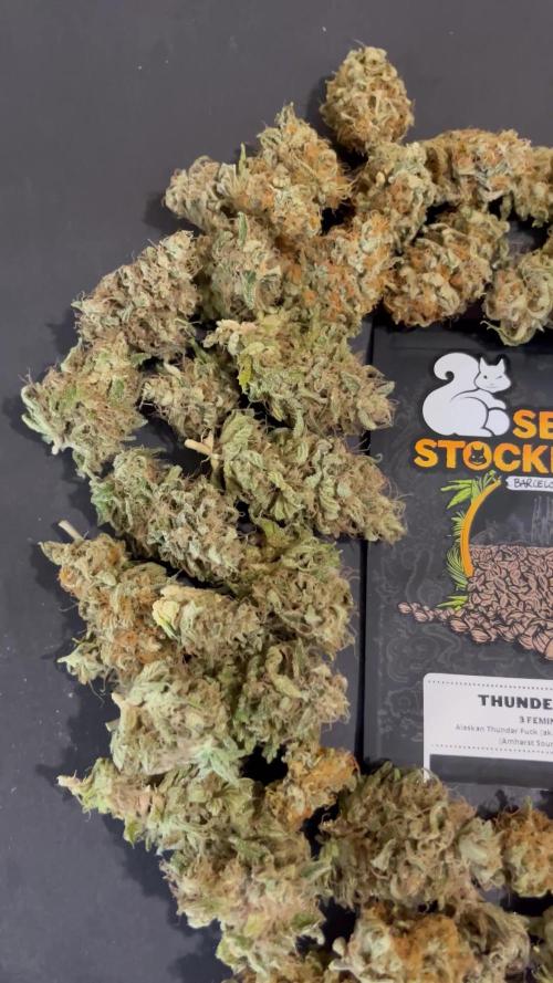 Thunder Banana. Seedstockers