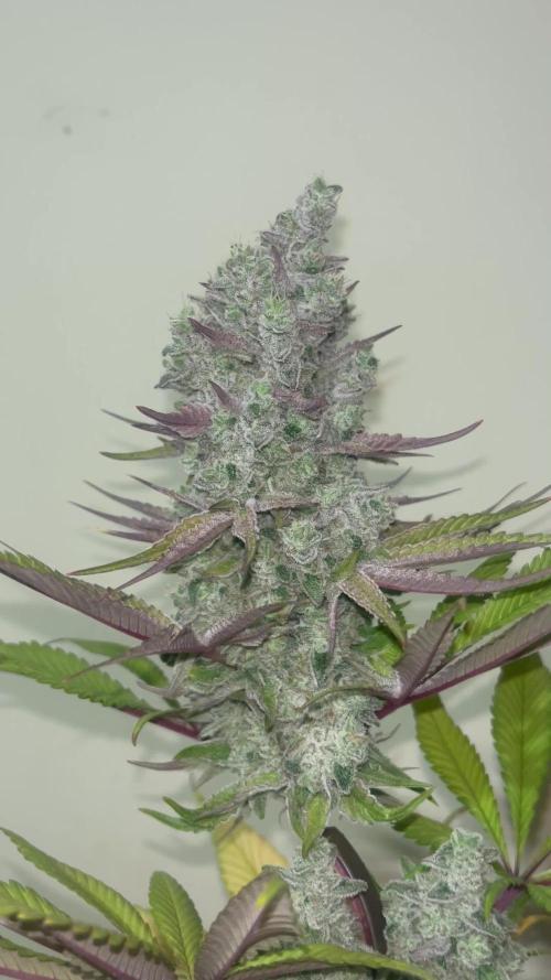 Fruit Cake. Seedstockers