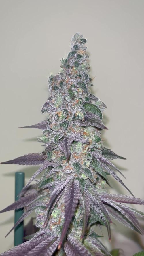 Frosty Tooth. Seedstockers