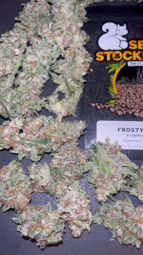 Frosty Tooth. Seedstockers
