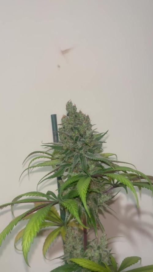 Sagrada Amnesia. Seedstockers