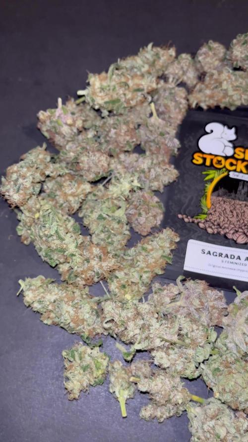 Sagrada Amnesia. Seedstockers