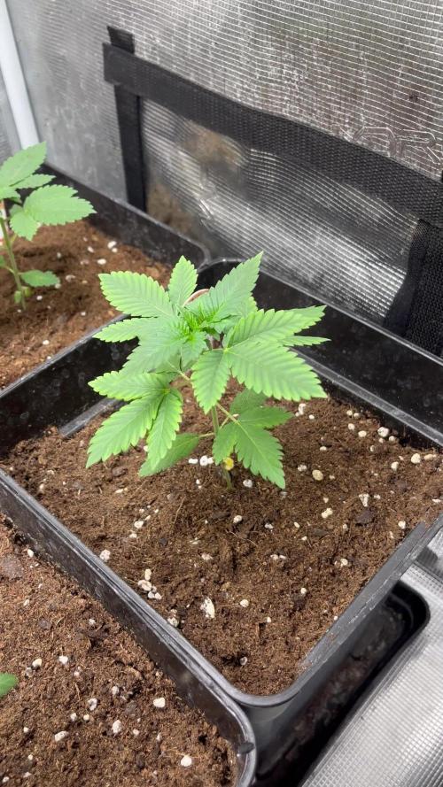 Mistery ¿? . Seedstockers