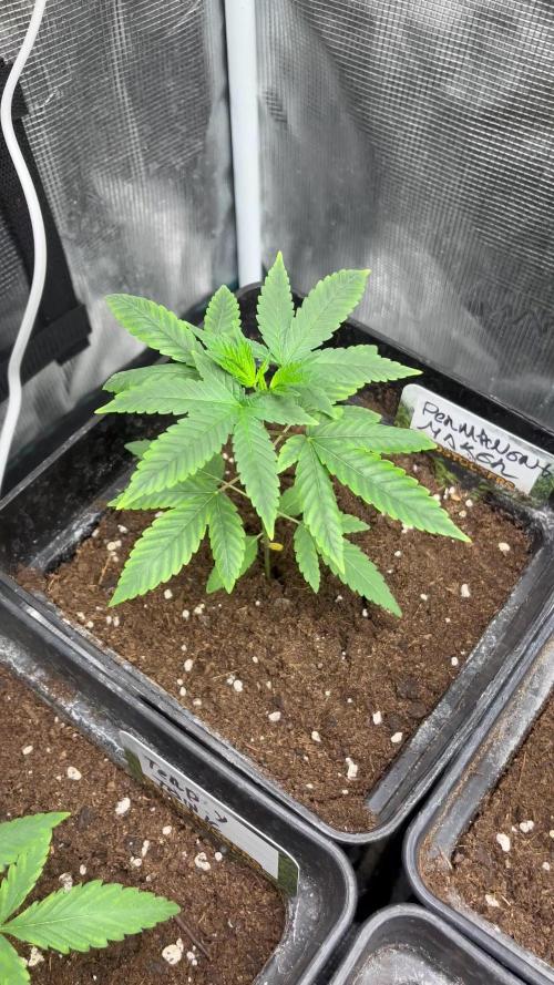 Permanent Maker. Seedstockers