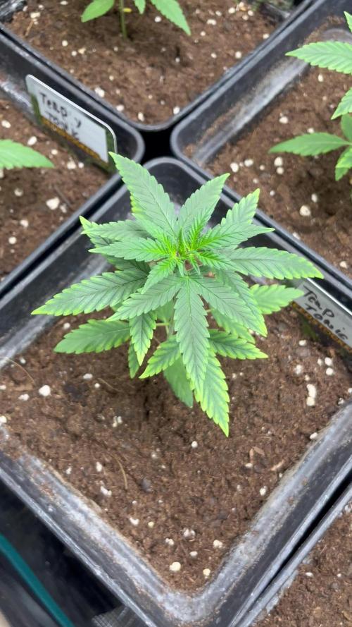 Terp & Tonic. Seedstockers