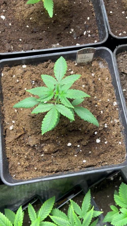 Gelato 44. RoyalQueenSeeds