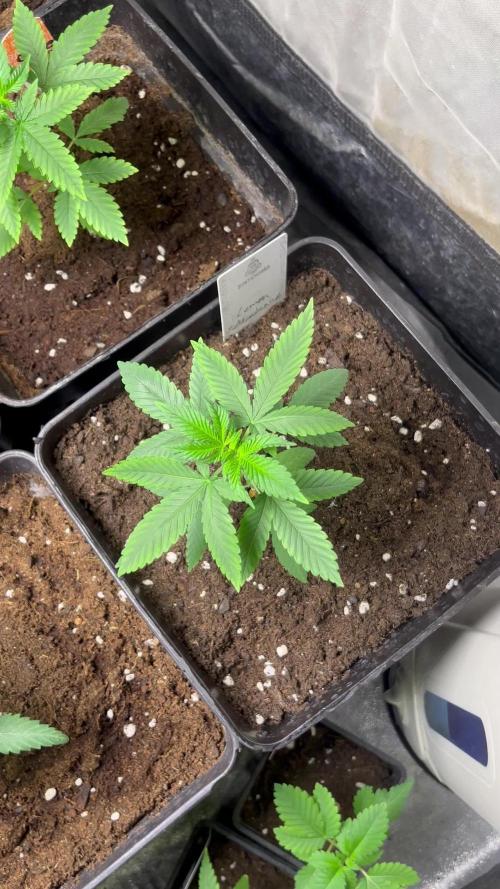 Lemon Mandarin. fastbuds