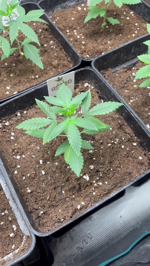 Papayton. Fastbuds