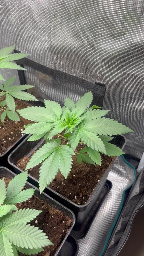 Mistery ¿? . Seedstockers