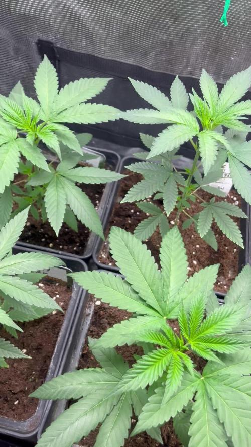 Permanent Maker. Seedstockers