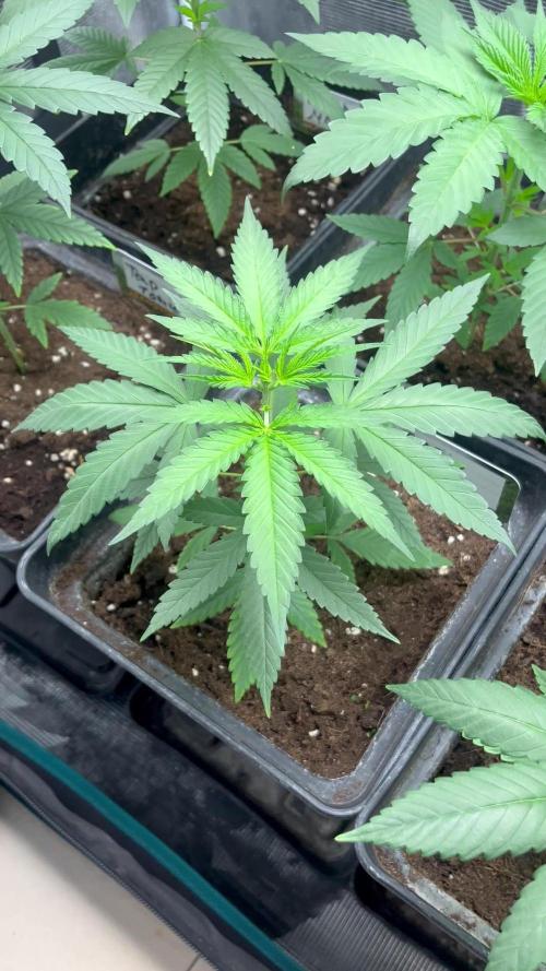 Terp & Tonic. Seedstockers
