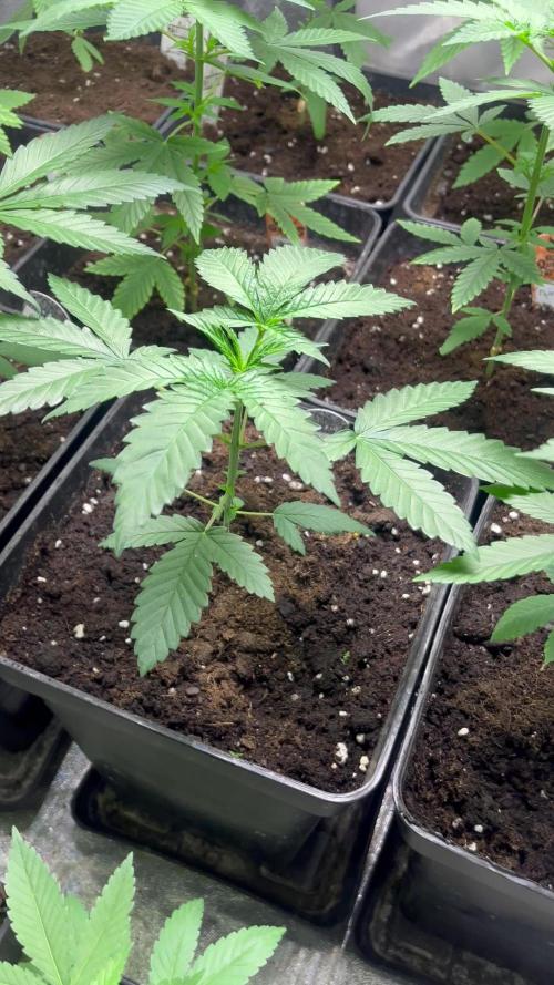 Gelato 44. RoyalQueenSeeds
