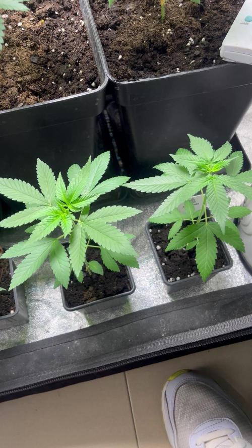 Lemon Mandarin. fastbuds