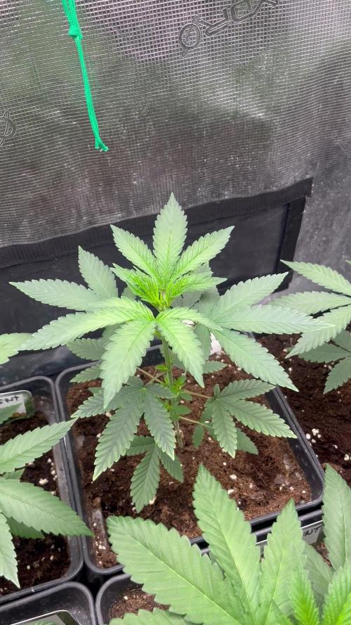 Papayton. Fastbuds