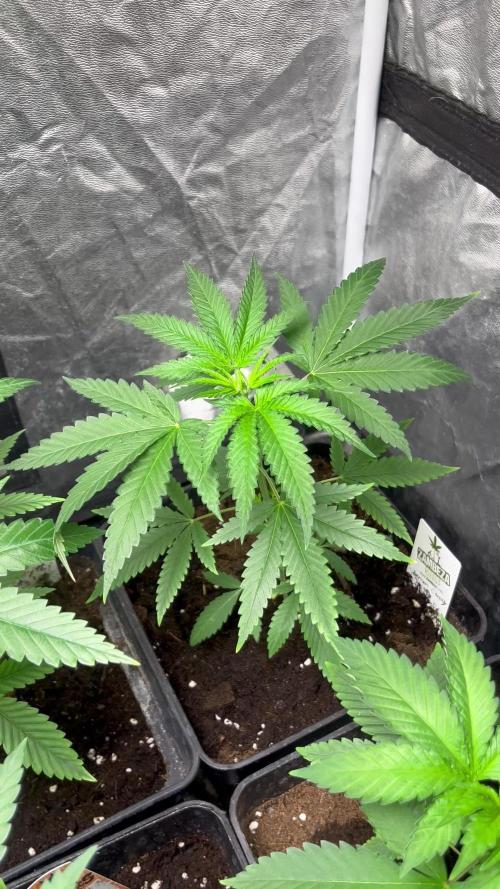 Lemon Cherry Runtz. Fastbuds