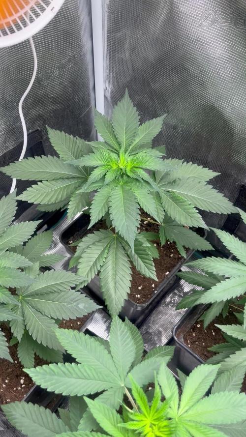 Mistery ¿? . Seedstockers