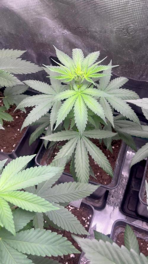 Terp & Tonic. Seedstockers