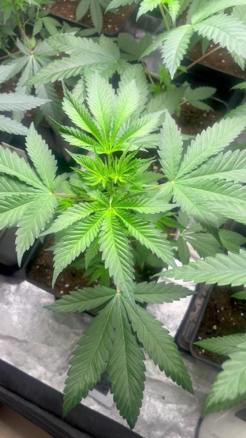 Gelato 44. RoyalQueenSeeds