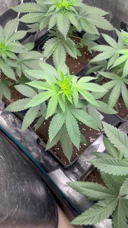 Lemon Mandarin. fastbuds