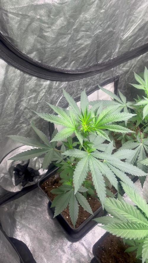 Papayton. Fastbuds