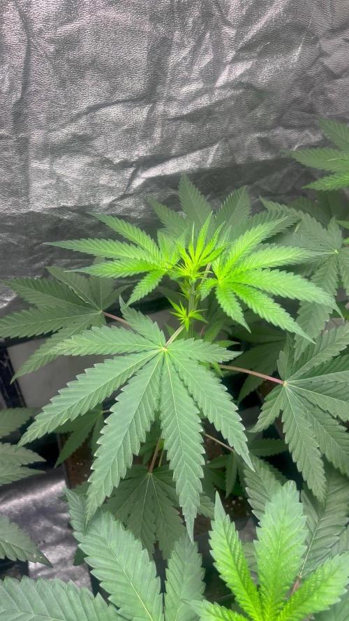 Lemon Cherry Runtz. Fastbuds