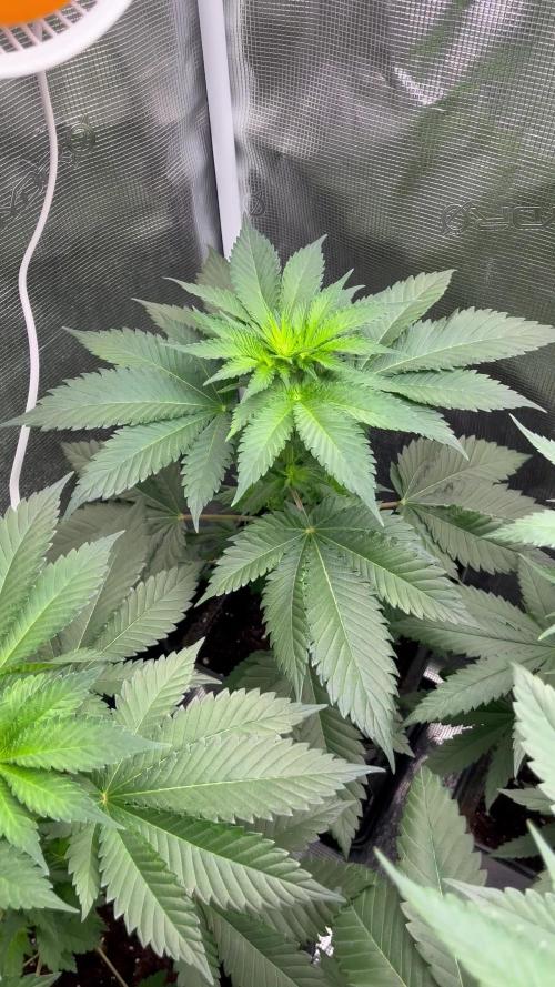 Mistery ¿? . Seedstockers