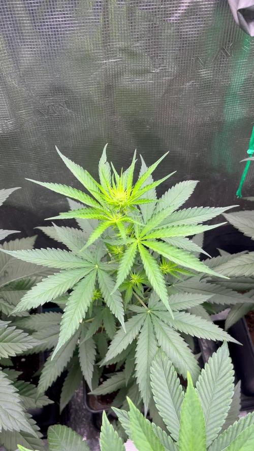 Terp & Tonic. Seedstockers