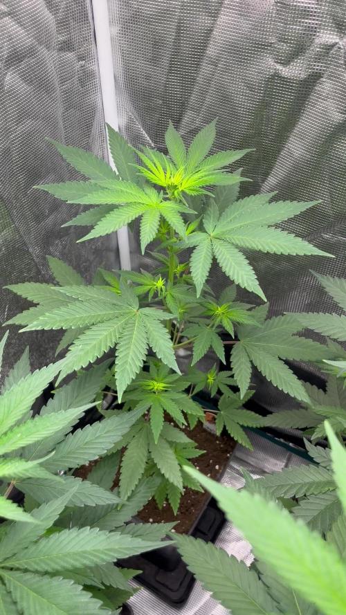 Runtz Punch. Herbies