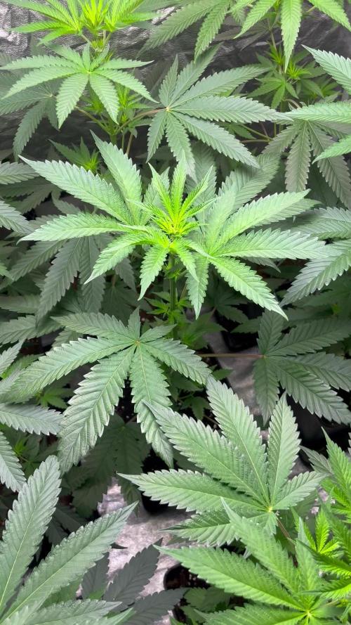 Gelato 44. RoyalQueenSeeds