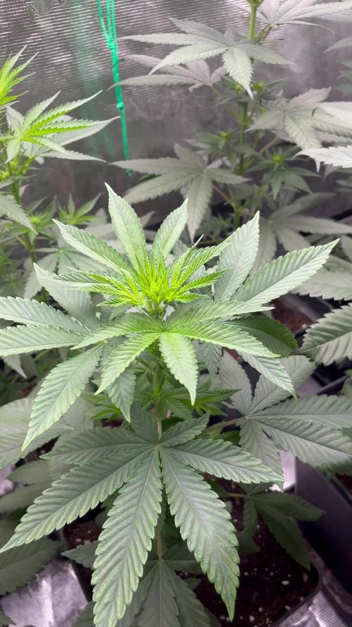 Lemon Mandarin. fastbuds