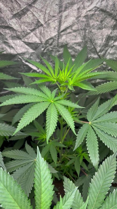 Lemon Cherry Runtz. Fastbuds