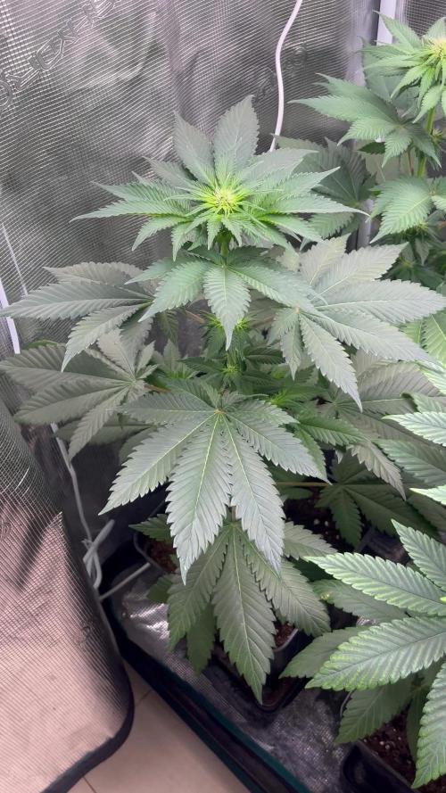 Mistery ¿?. Seedstockers