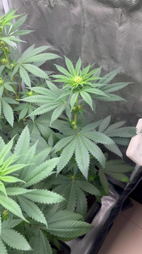 Permanent Maker. Seedstockers