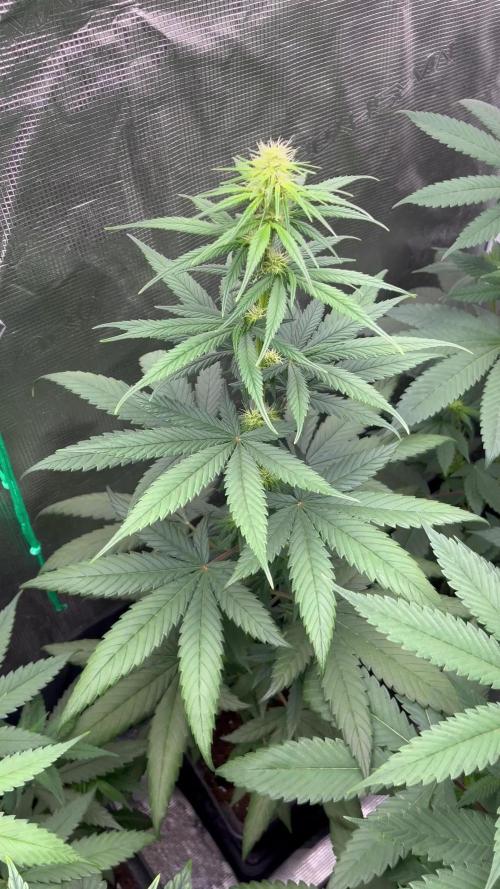 Terp & Tonic. Seedstockers