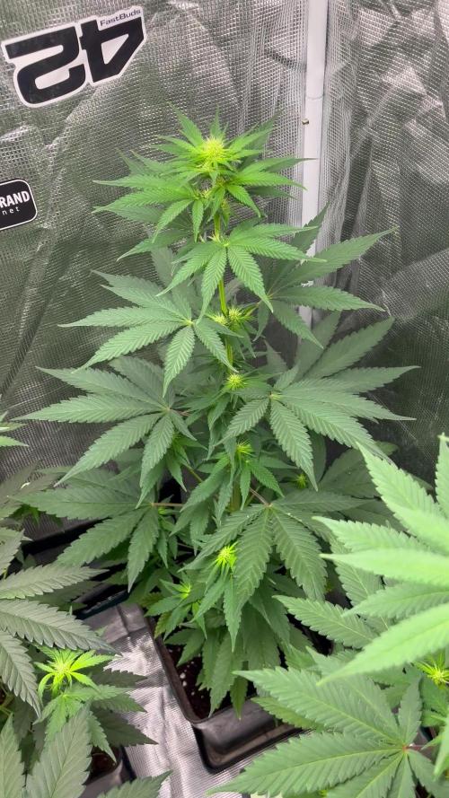 Runtz Punch. Herbies