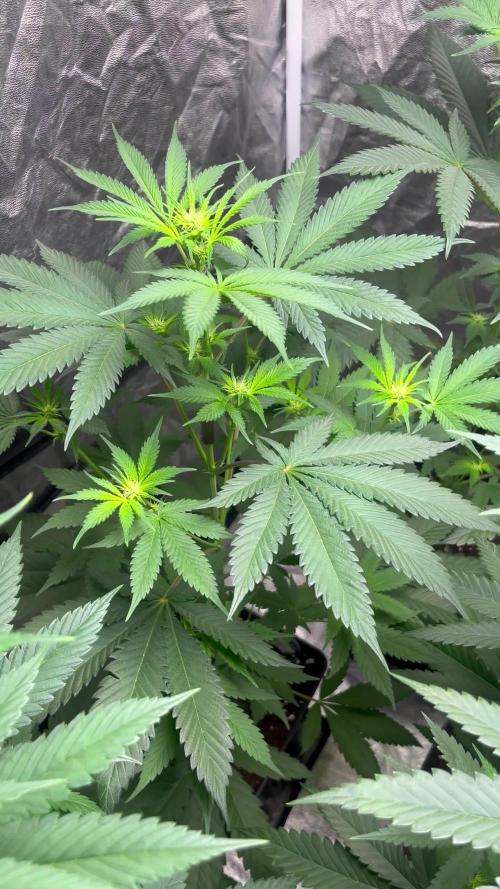 Gelato 44. RoyalQueenSeeds