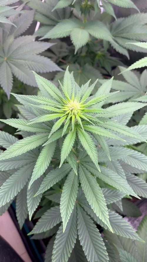 Lemon Mandarin. fastbuds