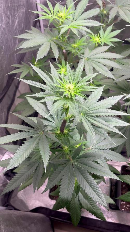 Lemon Cherry Runtz. Fastbuds