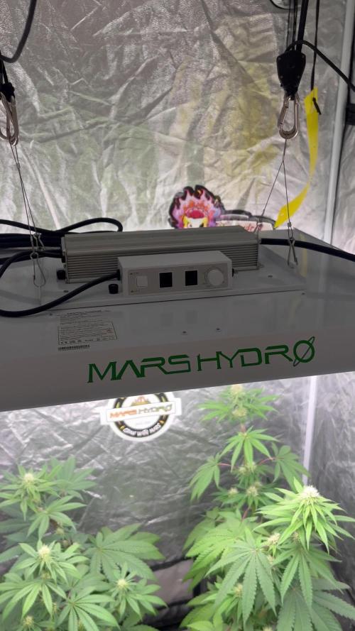 Terp & Tonic. Seedstockers