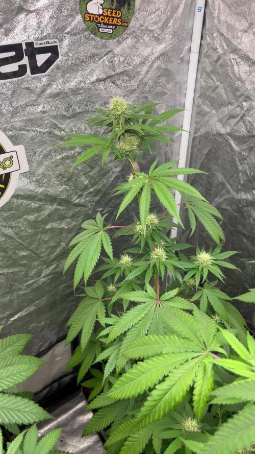 Lemon Cherry Runtz. Fastbuds