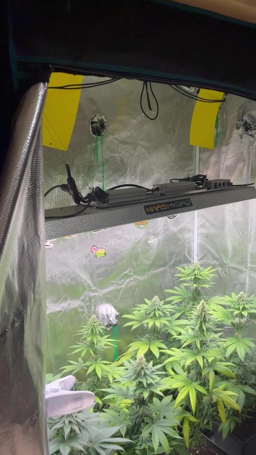 Terp & Tonic. Seedstockers