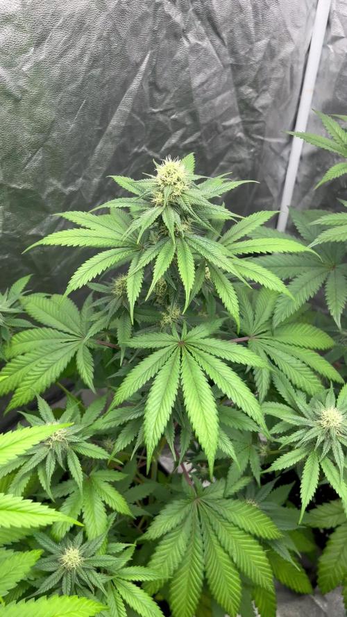 Gelato 44. RoyalQueenSeeds — week 10