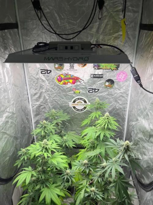 Gelato 44. RoyalQueenSeeds