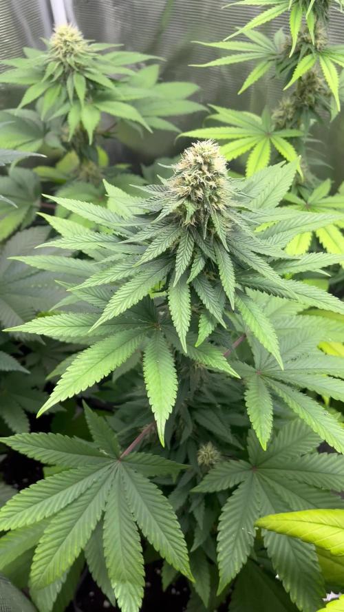 Lemon Mandarin. fastbuds